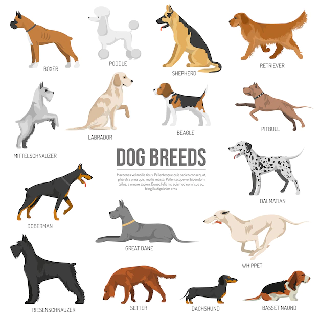 Free Vector | Dogs breed set