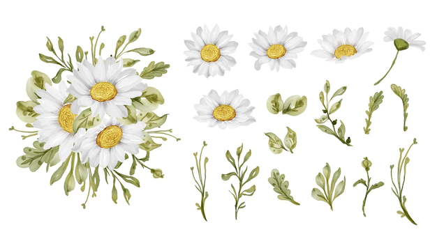 Free Vector | Elegant beautiful white daisy flower isolated