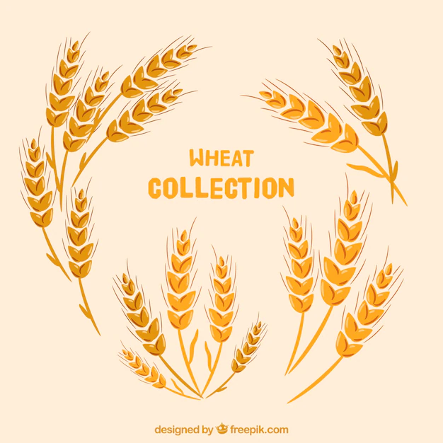 Free Vector | Flat wheat collection