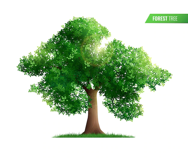 Free Vector | Forest tree isolated