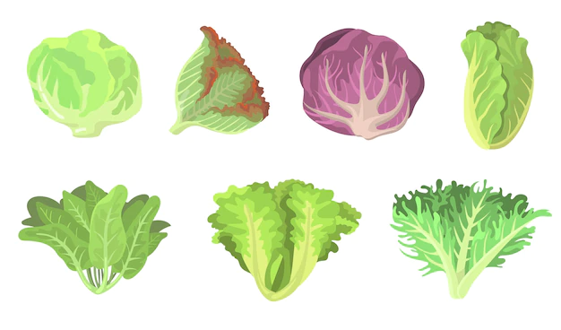 Free Vector | Fresh salad leaves flat illustration set. cartoon radicchio, lettuce, romaine, kale, collard, sorrel, spinach, red cabbage isolated vector illustration collection. vegetarian food and plants concept
