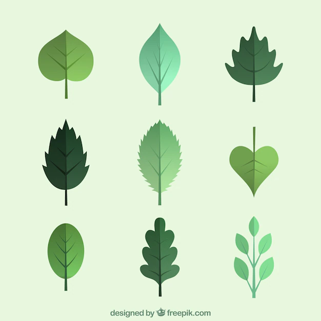 Free Vector | Green leaves collection