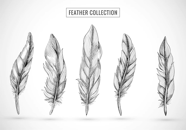 Free Vector | Hand draw feather sketch set design