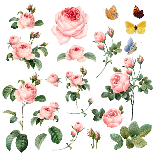 Free Vector | Hand drawn pink roses collection