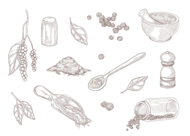 Free Vector | Hand drawn vintage sketch of different kinds of black pepper. ground black pepper, spicy powder, peppercorns, mill isolated on white engraved illustration