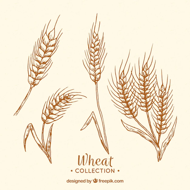 Free Vector | Hand drawn wheat collection