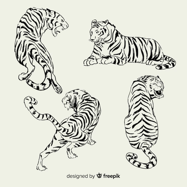 Free Vector | Hand drawn wild tiger collection