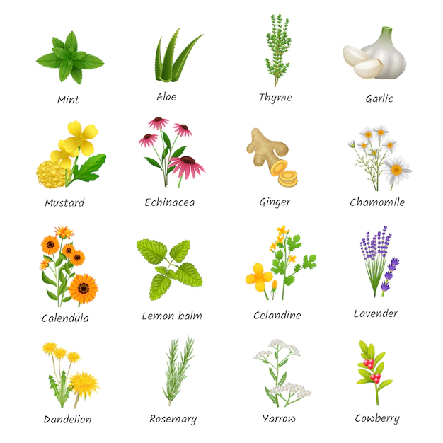 Free Vector | Healing herbs and medicinal plants flat icons