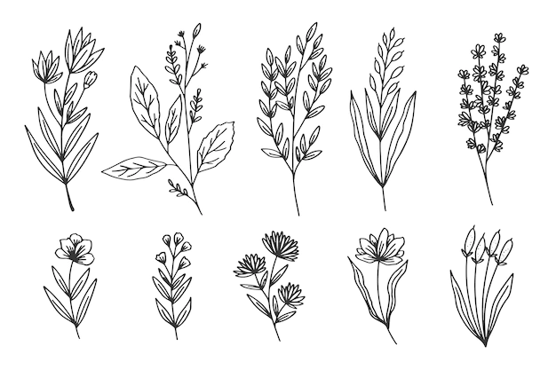 Free Vector | Herbs and wild flowers collection