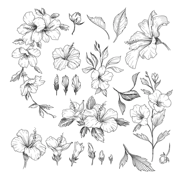 Free Vector | Hibiscus engraved illustrations set.