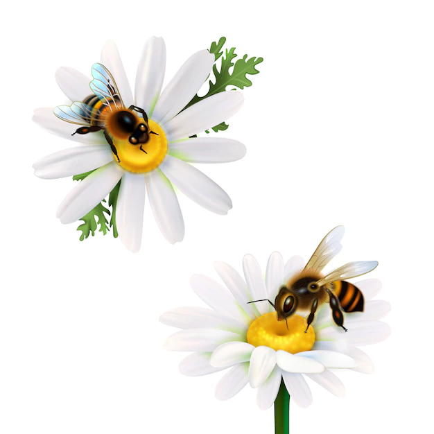 Free Vector | Honey bees sitting on daisy flowers