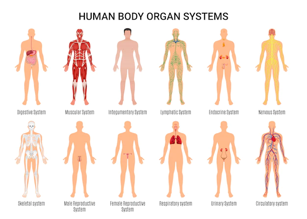 Free Vector | Human body organ systems character poster
