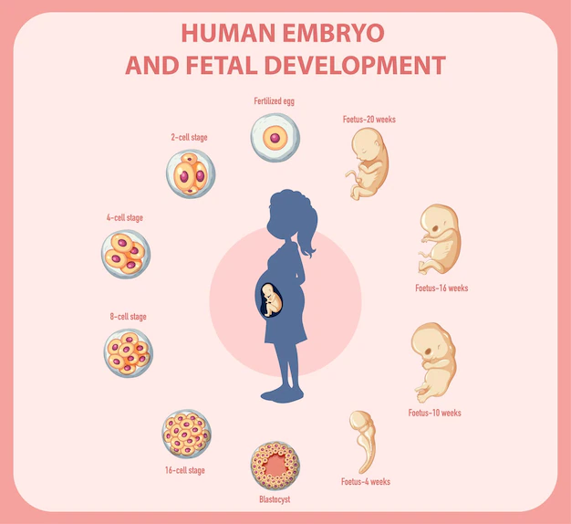 Free Vector | Human embryonic development in human infographic
