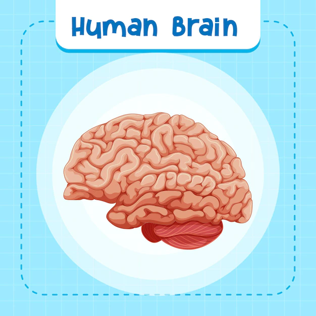Free Vector | Human internal organ with brain