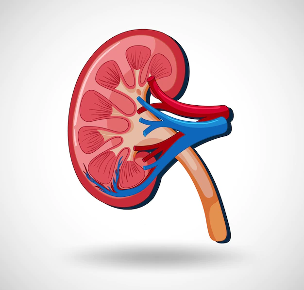 Free Vector | Human internal organ with kidney
