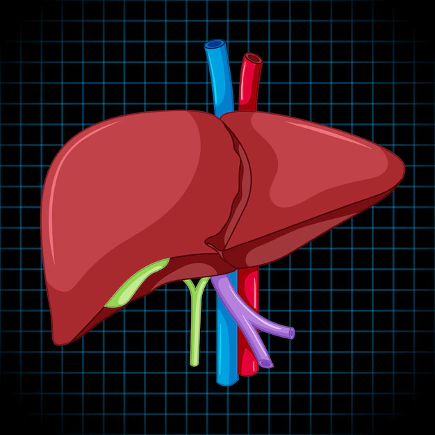 Free Vector | Human internal organ with liver