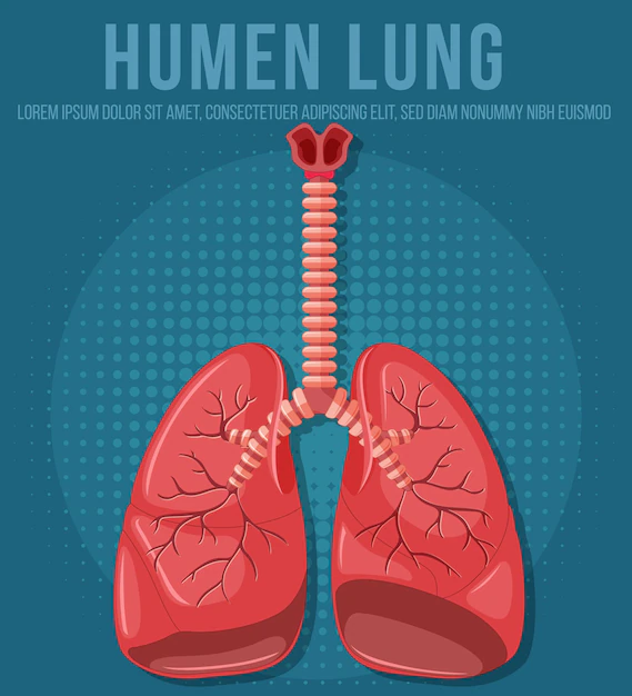 Free Vector | Human internal organ with lungs