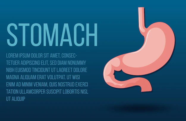Free Vector | Human internal organ with stomach