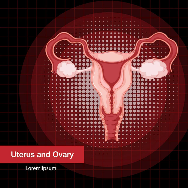 Free Vector | Human internal organ with uterus