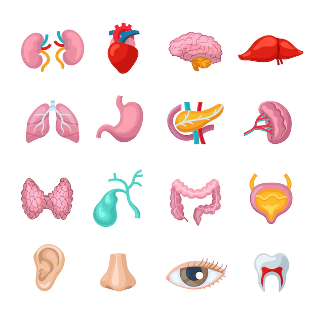 Free Vector | Human organs flat icons set