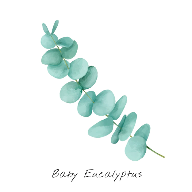 Free Vector | Illustration of eucalyptus isolated on white background