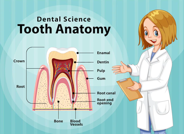 Free Vector | Infographic of human in dental science tooth anatomy
