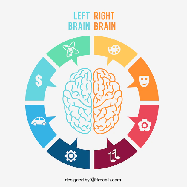 Free Vector | Left and right brain infographic