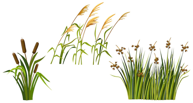Free Vector | Marsh reed grass set of swamp cattails vector bulrush white background