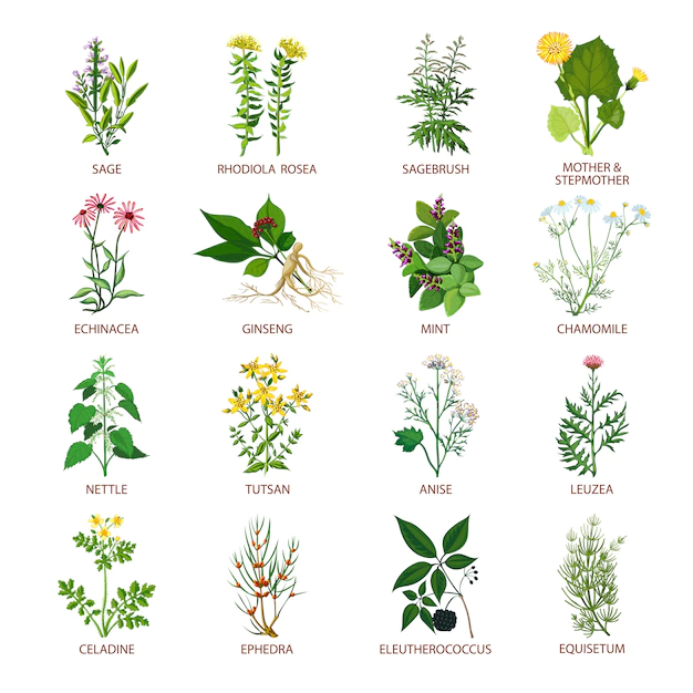 Free Vector | Medicinal herbs icons flat
