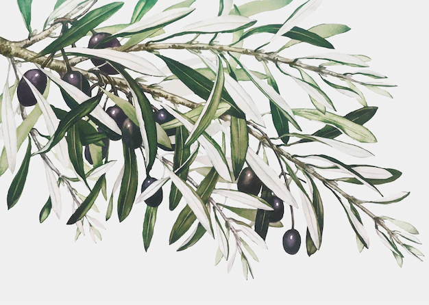 Free Vector | Olive branch on a christmas card