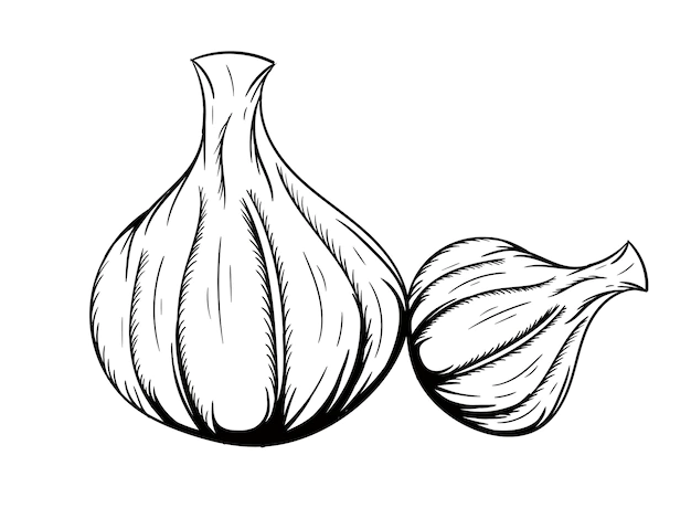 Free Vector | Onion illustration vector design silhouette