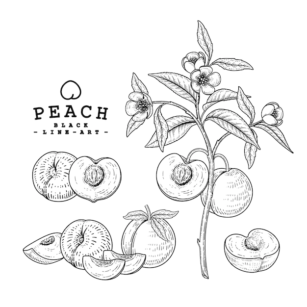 Free Vector | Peach fruit hand drawn illustration decorative set.