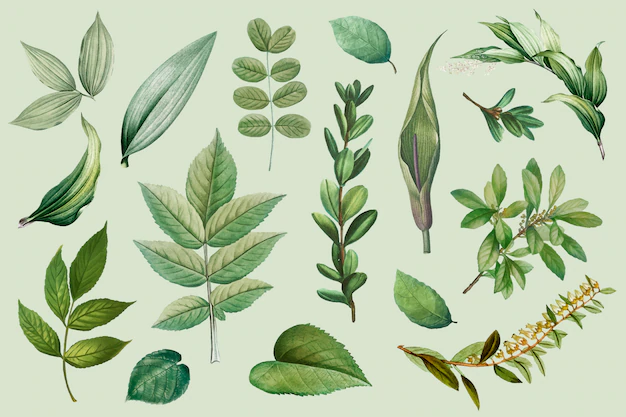 Free Vector | Plant leaves collection