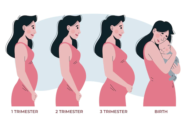 Free Vector | Pregnancy stages