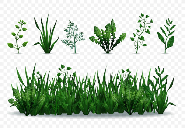 Free Vector | Realistic fresh green grasses and plants isolated on transparent background illustration