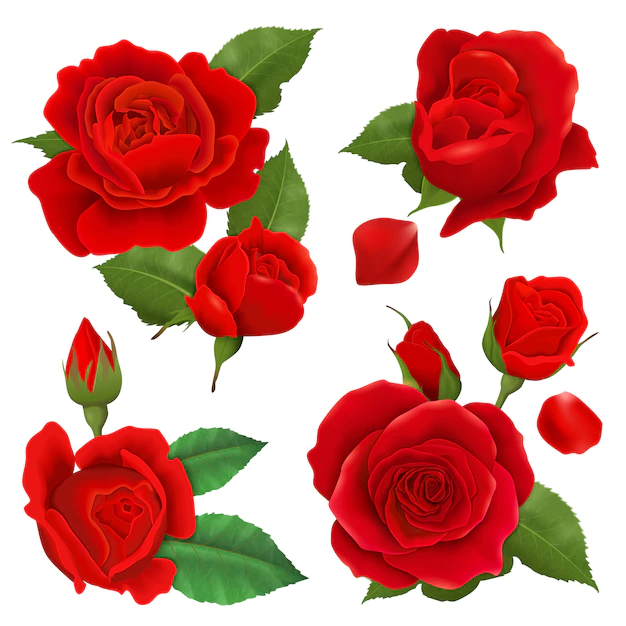 Free Vector | Realistic rose flower icon set