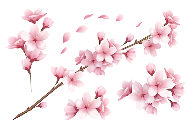 Free Vector | Realistic set of beautiful sakura branches flowers and petals illustration