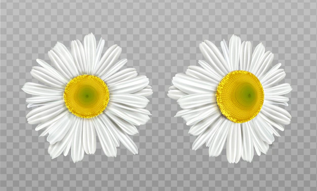 Free Vector | Realistic spring chamomile, daisy flowers