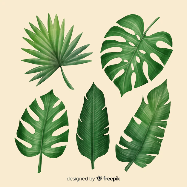 Free Vector | Realistic tropical leaf collection