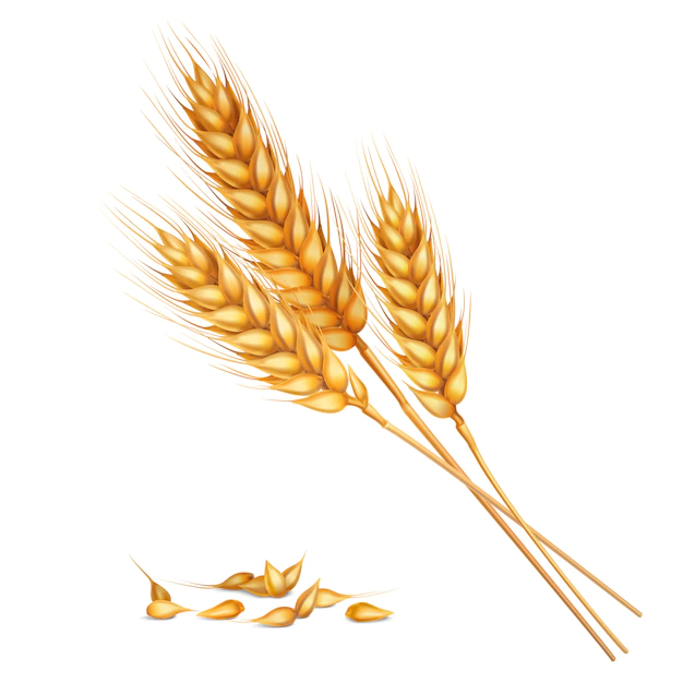 Free Vector | Realistic wheat composition