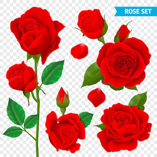 Free Vector | Rose realistic transparent set with red flowers isolated