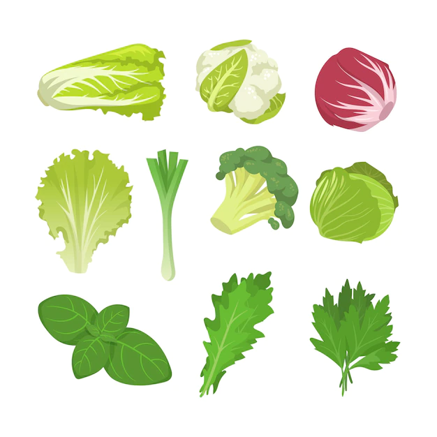 Free Vector | Salad and cabbage species set