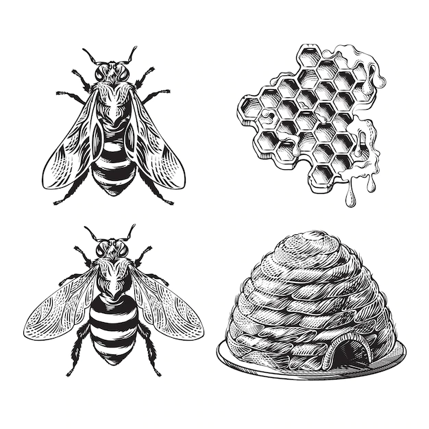 Free Vector | Set of bee, wasp, honeycombs, hive vintage drawing