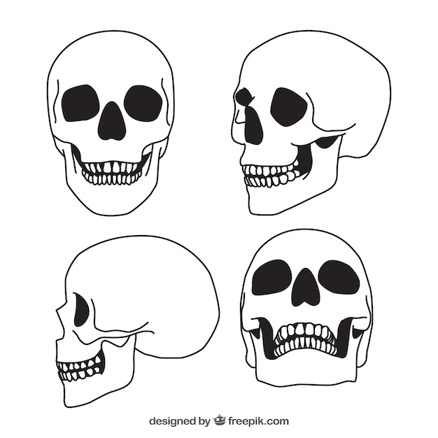 Free Vector | Set of four hand-drawn skulls
