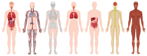 Free Vector | Set of human body and anatomy