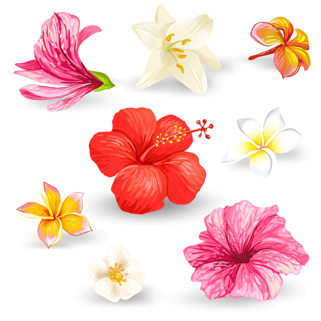 Free Vector | Set of illustrations of tropical hibiscus flowers.