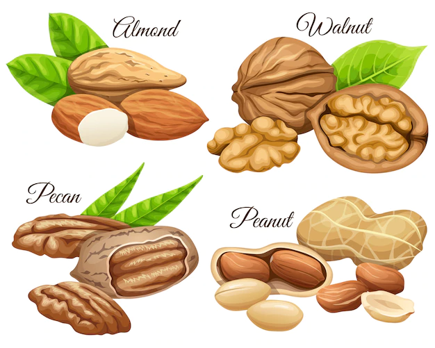 Free Vector | Set of nuts almond, walnut, pecan, peanut.