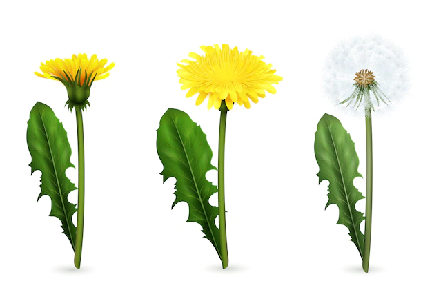Free Vector | Set of realistic images of yellow and white dandelion flowers with leaves in different stages of flowering isolated