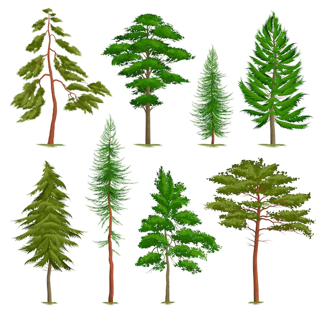 Free Vector | Set of realistic pine trees of various type isolated on white