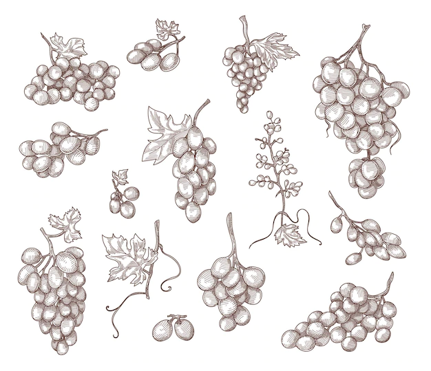 Free Vector | Set of vintage hand drawn grape branches illustration